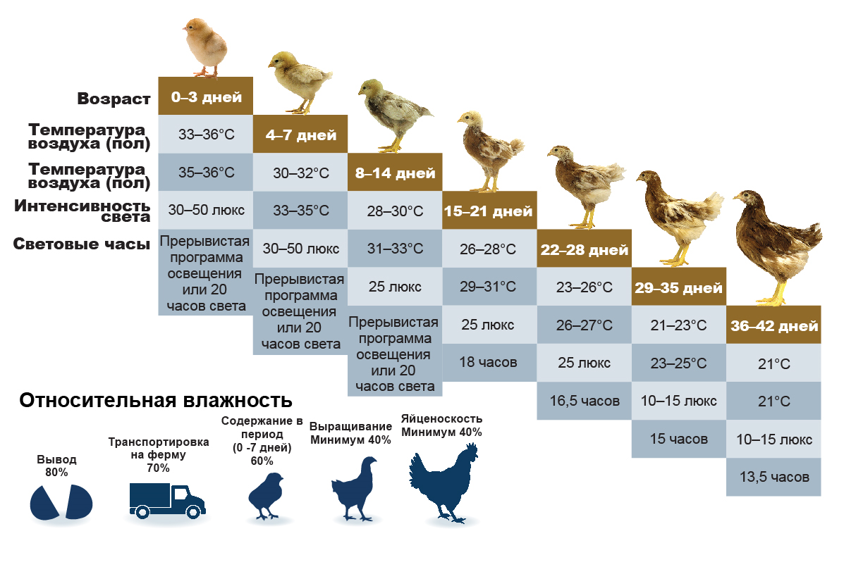 Таблица кур несушек