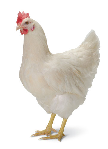 Hy-Line International